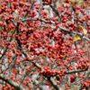 Crataegus_viridis_Winter_King