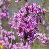 Cercis canadensis 'Eastern Redbud'