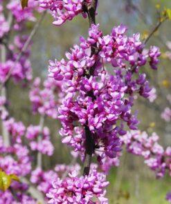 Cercis canadensis 'Eastern Redbud'