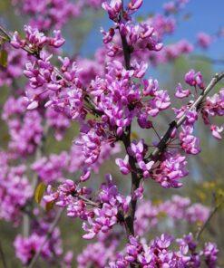 Cercis canadensis, 'Eastern Redbud'