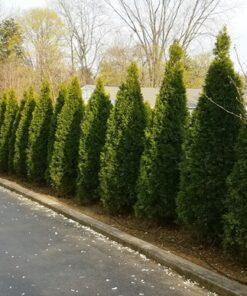 Thuja occidentalis – ‘Emerald Green Arborvitae’