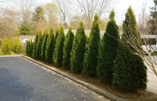 Thuja occidentalis – ‘Emerald Green Arborvitae’