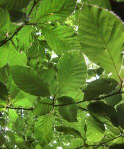 Fagus sylvatica, 'European Beech'