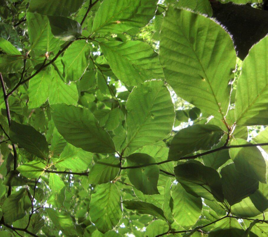 Discover The Master European Beech: A Guide To Brandywine Trees