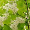 Styrax obassia, 'Fragrant Snowbell'