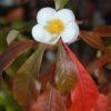 Franklinia_alatahama