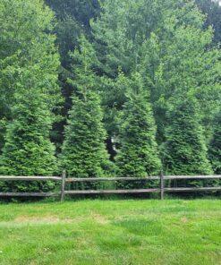 Thuja plicata, green giant arborvitae