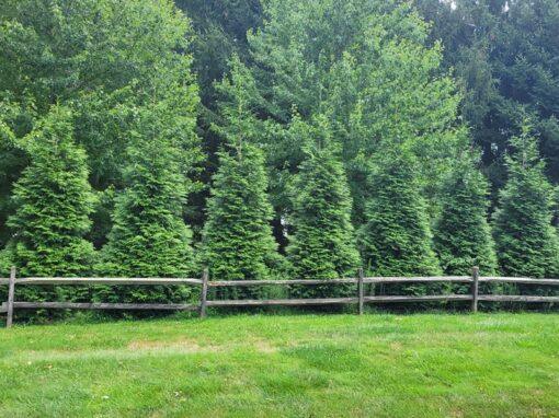 Thuja plicata, green giant arborvitae