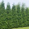 Thuja plicata, Green Giant