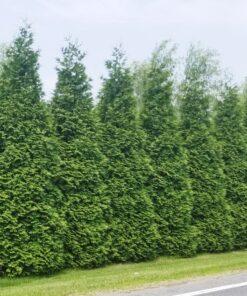 Thuja plicata, Green Giant