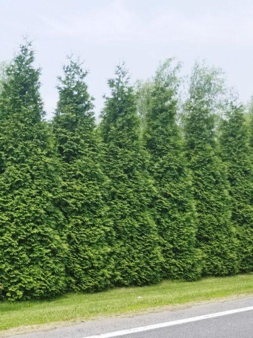 Thuja plicata, Green Giant