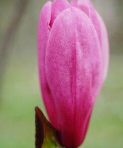 Magnolia, 'Galaxy'