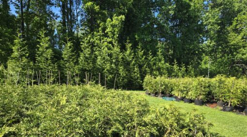 Thuja plicata, 'Green Giant' arborvitae - Image 8