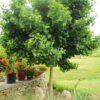 Ginkgo biloba 'Mariken', 'Dwarf Ginkgo'