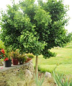 Ginkgo biloba 'Mariken', 'Dwarf Ginkgo'