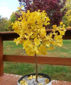 Ginkgo biloba 'Mariken', 'Dwarf Ginkgo'