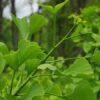 Ginkgo biloba, 'Maidenhair Tree'