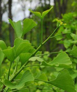 Ginkgo biloba, 'Maidenhair Tree'