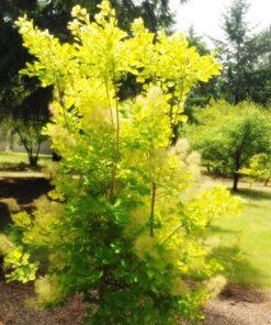 Cotinus coggygria, 'Golden Spirit Tree'