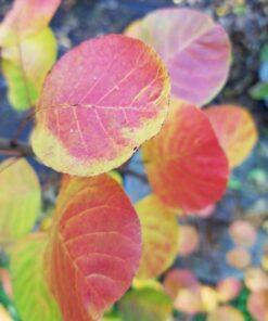 Cotinus coggygria, 'Golden Spirit Tree'