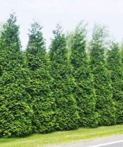 Thuja plicata 'Green Giant Arborviate'