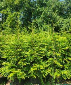 Thuja plicata, Green Giant Arborvitae