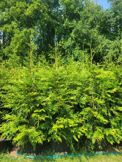 Thuja plicata, Green Giant Arborvitae