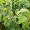 Corylus avellana 'Contorta', 'H. Lauder's Walking Stick'