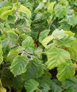 Corylus avellana 'Contorta', 'H. Lauder's Walking Stick'