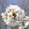 Prunus subhirtella, 'Pendula'