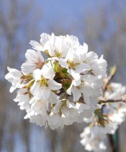 Prunus subhirtella, 'Pendula'