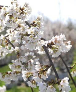 Prunus subhirtella, 'Pendula'