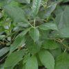 Ilex verticulata, 'Southern Gentlman'