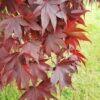 Acer palmatum 'Bloodgood'