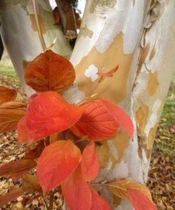 Stewartia pseudocamellia, 'Japanese Stewartia'