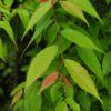 Zelkova japonica, 'Japanese Zelkova'