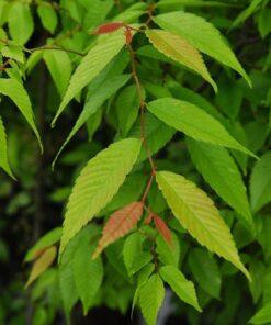 Zelkova japonica, 'Japanese Zelkova'