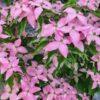 Cornus kousa, "Scarlet Fire"