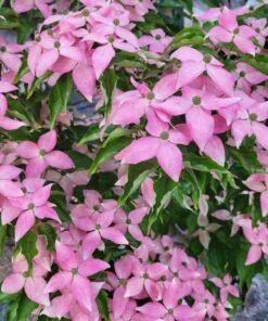 Cornus kousa, "Scarlet Fire"