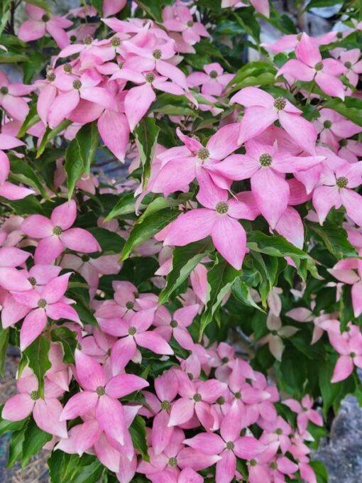 Cornus kousa, "Scarlet Fire"