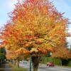 Cercidiphyllum japonicum 'Katsura Tree '