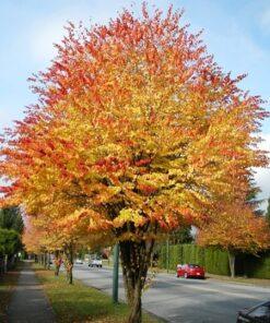 Cercidiphyllum japonicum 'Katsura Tree '