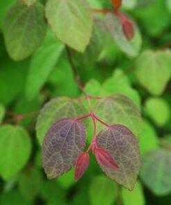 Cercidiphyllum japonicum 'Katsura Tree '