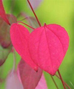 Cercidiphyllum japonicum 'Katsura Tree '