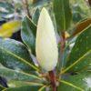Magnolia grandiflora, 'Southern Magnolia - 'Kay Parris'