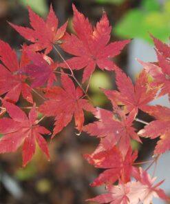 Acer pseudosieboldianum,