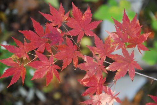 Acer pseudosieboldianum,