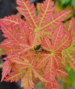 Acer pseudosieboldianum, 'Korean Maple'