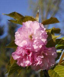 Prunus serrulata, 'Kwanzan Cherry'