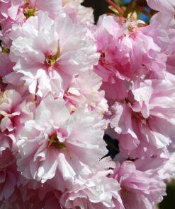 Prunus serrulata, 'Kwanzan Cherry'